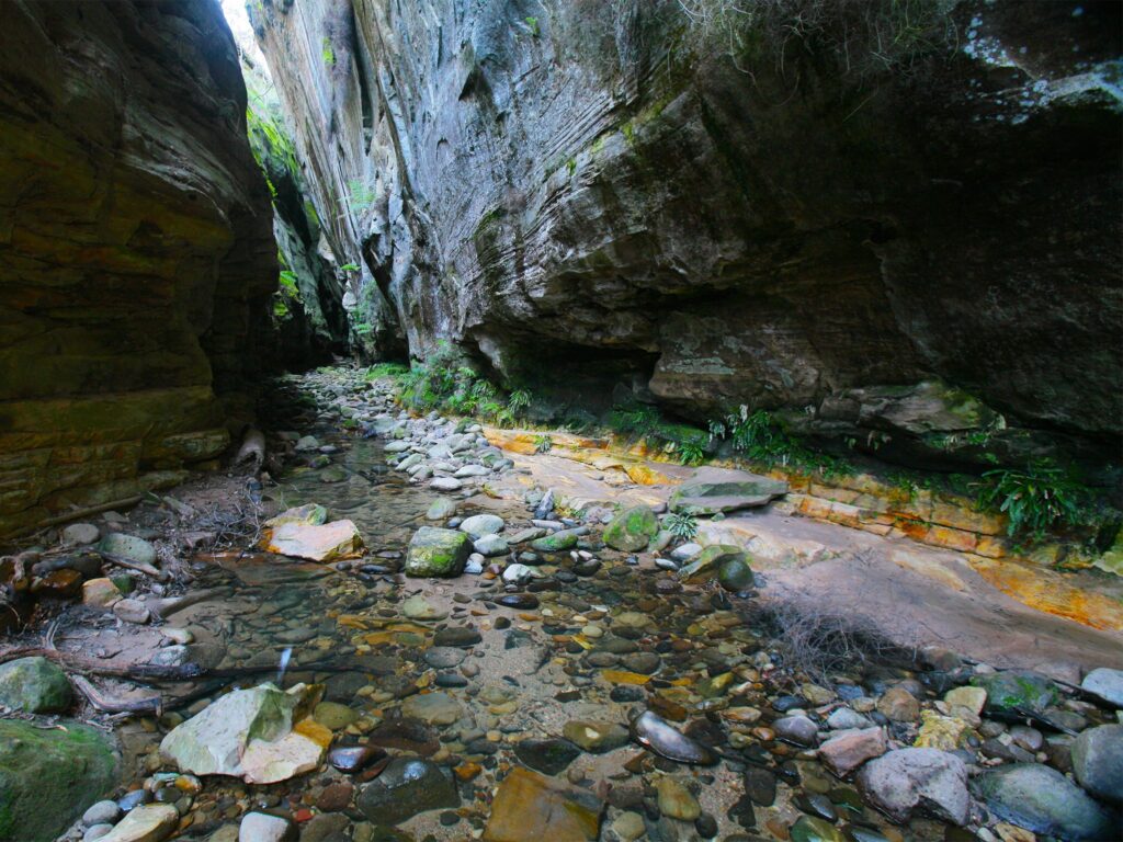CR Mickey Gorge